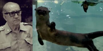 Lo que fue un santuario de educación y conservación hoy luce deteriorado. A casi siete años del primer escándalo, persisten muertes de especies y señalamientos de negligencia.