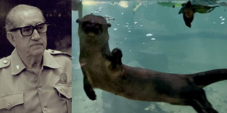 Lo que fue un santuario de educación y conservación hoy luce deteriorado. A casi siete años del primer escándalo, persisten muertes de especies y señalamientos de negligencia.