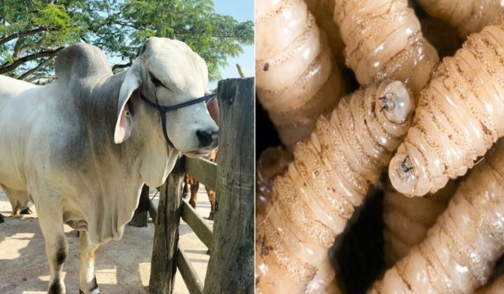En una semana se sumó un paciente más con miasis por Cochliomyia hominivorax en el estado.