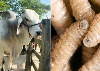 En una semana se sumó un paciente más con miasis por Cochliomyia hominivorax en el estado.