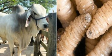 En una semana se sumó un paciente más con miasis por Cochliomyia hominivorax en el estado.