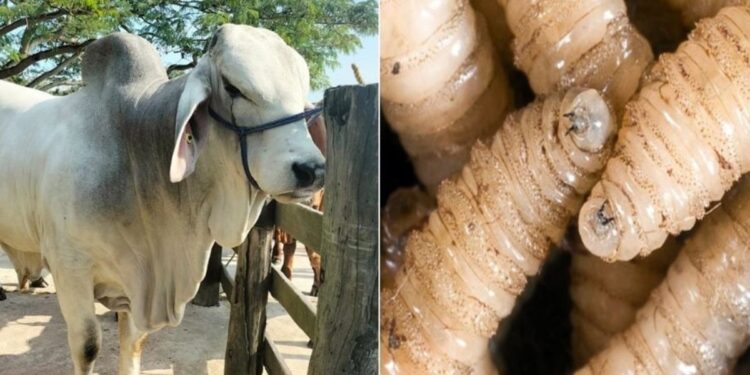 En una semana se sumó un paciente más con miasis por Cochliomyia hominivorax en el estado.