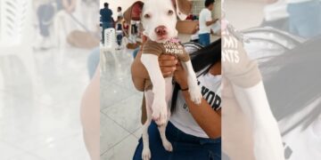 Advierten que tipificar el delito no basta sin campañas de denuncia y rescate.