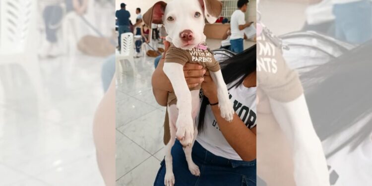 Advierten que tipificar el delito no basta sin campañas de denuncia y rescate.