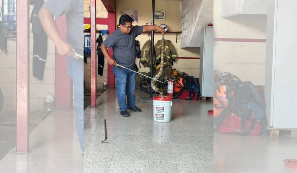 Bomberos de Tuxtla han rescatado boas, tlacuaches y aves en colonias de la capital.