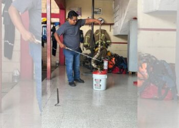 Bomberos de Tuxtla han rescatado boas, tlacuaches y aves en colonias de la capital.