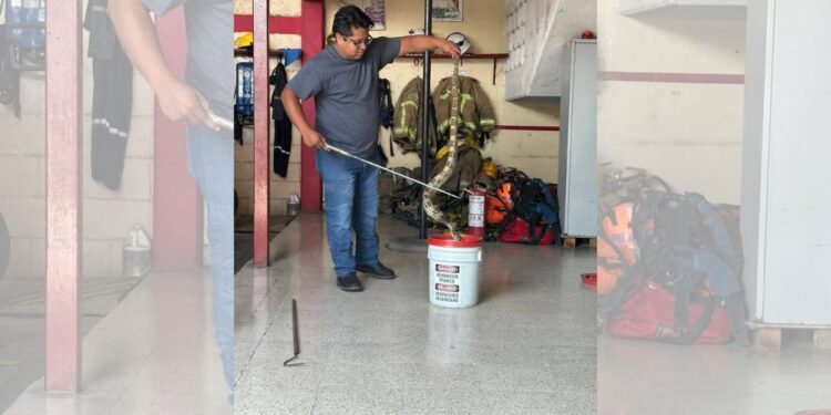 Bomberos de Tuxtla han rescatado boas, tlacuaches y aves en colonias de la capital.