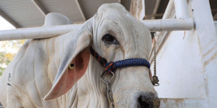 EE. UU. y México invertirán 21 mdd en planta biológica; se dispersarán 160 millones de moscas semanales.