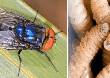 Pese a los esfuerzos de la SAGyP, la estrategia contra el Cochliomyia hominivorax carece de claridad pública en Chiapas.