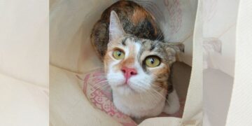 Advierten de riesgos gastrointestinales y golpes de calor en esta temporada.