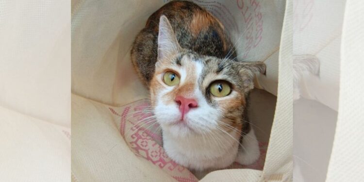 Advierten de riesgos gastrointestinales y golpes de calor en esta temporada.