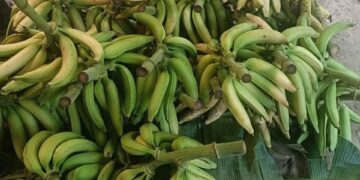 La entidad se mantiene en primer lugar nacional y destaca en otros cultivos.