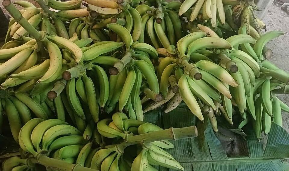 La entidad se mantiene en primer lugar nacional y destaca en otros cultivos.