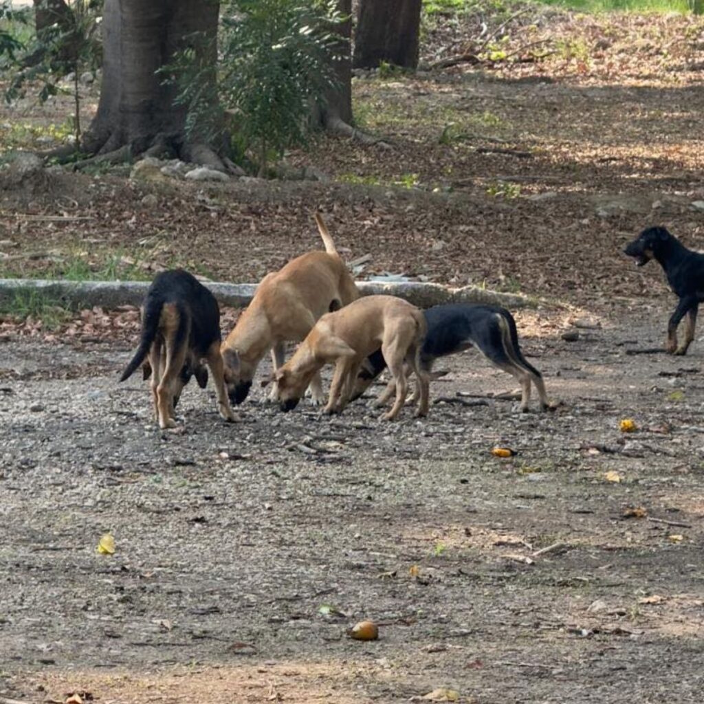 Pese al plan de Ángel Torres, los animales siguen en el parque y la ciudadanía no ve resultados.