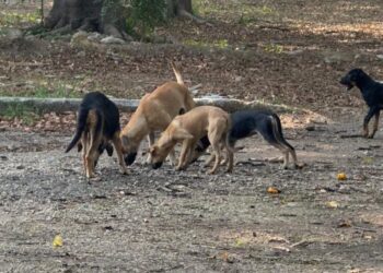 Pese al plan de Ángel Torres, los animales siguen en el parque y la ciudadanía no ve resultados.