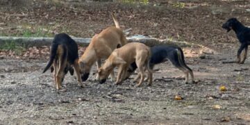 Pese al plan de Ángel Torres, los animales siguen en el parque y la ciudadanía no ve resultados.