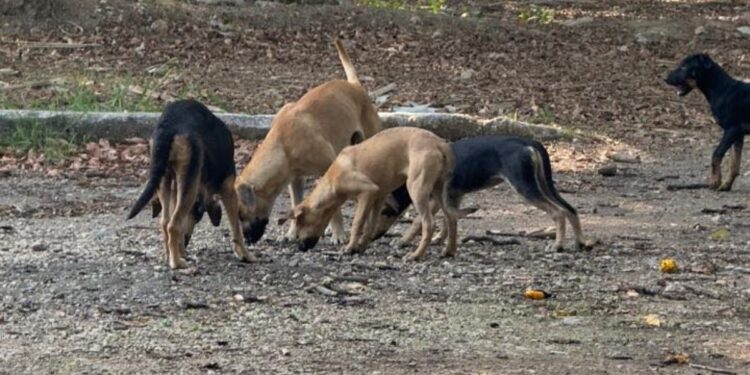 Pese al plan de Ángel Torres, los animales siguen en el parque y la ciudadanía no ve resultados.