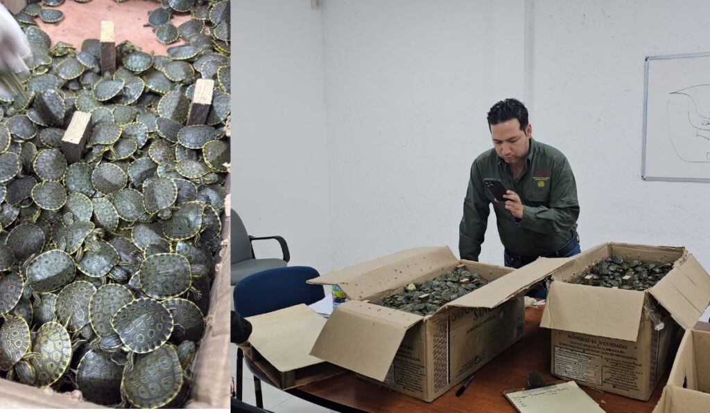 Detuvieron a José “N” por transportar ejemplares sin permiso; PROFEPA aseguró a la especie.
