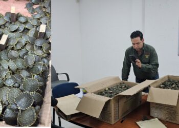 Detuvieron a José “N” por transportar ejemplares sin permiso; PROFEPA aseguró a la especie.
