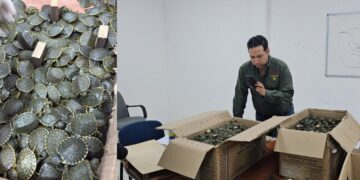 Detuvieron a José “N” por transportar ejemplares sin permiso; PROFEPA aseguró a la especie.