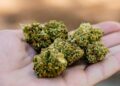 Cuidado, portar pequeñas cantidades de cannabis sin autorización sigue siendo falta administrativa.