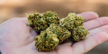 Cuidado, portar pequeñas cantidades de cannabis sin autorización sigue siendo falta administrativa.