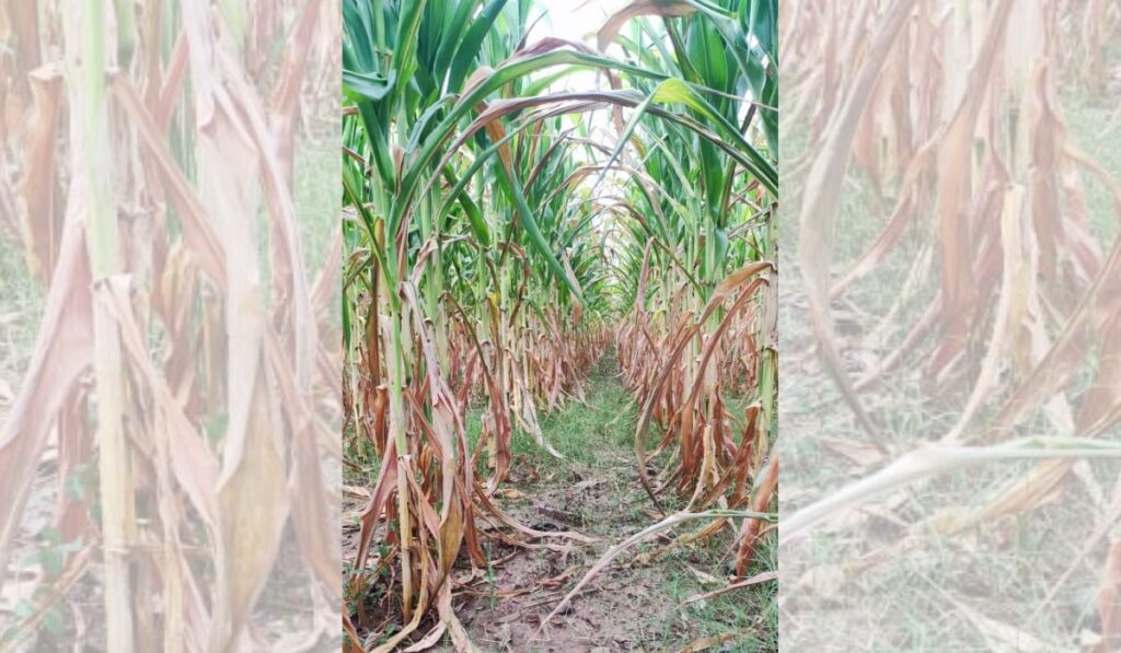 Más de mil productores de maíz piden apoyo ante pérdidas por sequía.
