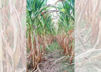 Más de mil productores de maíz piden apoyo ante pérdidas por sequía.