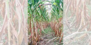 Más de mil productores de maíz piden apoyo ante pérdidas por sequía.