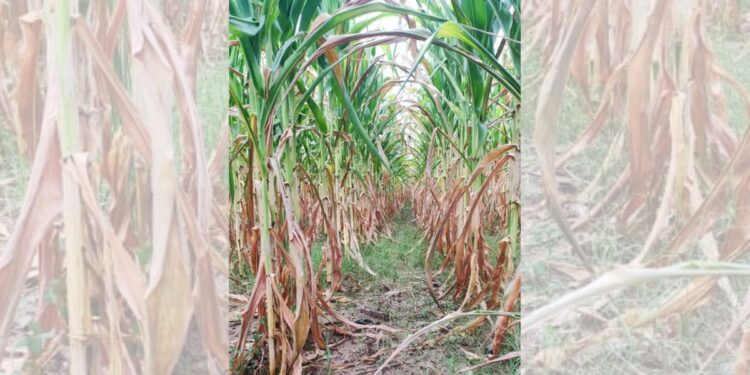 Más de mil productores de maíz piden apoyo ante pérdidas por sequía.