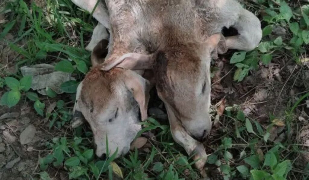 El animal nació en la comunidad Ocotal, municipio de Huitiupán.