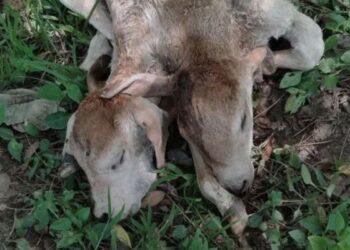 El animal nació en la comunidad Ocotal, municipio de Huitiupán.