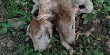 El animal nació en la comunidad Ocotal, municipio de Huitiupán.