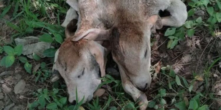 El animal nació en la comunidad Ocotal, municipio de Huitiupán.