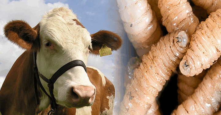 En 1858, horrorizado por una herida infestada, el naturalista Charles Coquerel bautizó a la larva como Cochliomyia hominivorax, que significa “devorador de humanos”.