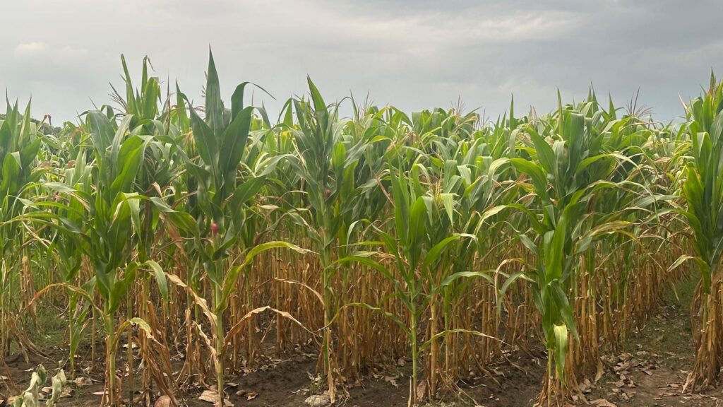 Productores piden dictamen oficial para recibir apoyo estatal.