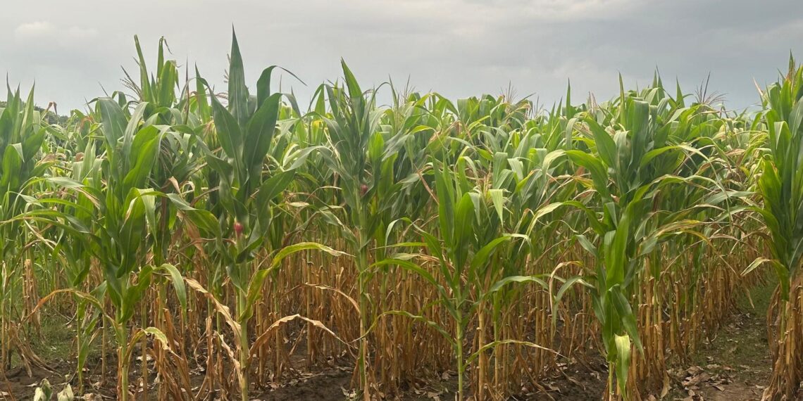 Productores piden dictamen oficial para recibir apoyo estatal.