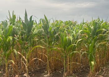 Productores piden dictamen oficial para recibir apoyo estatal.