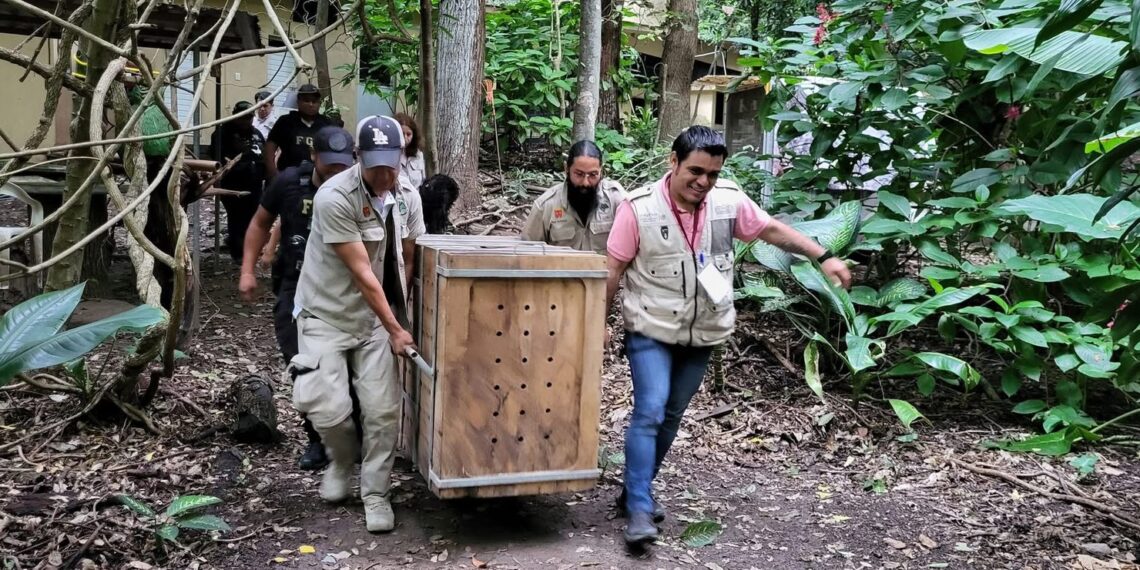 El ejemplar juvenil permanece en cuarentena y bajo observación especializada