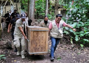 El ejemplar juvenil permanece en cuarentena y bajo observación especializada