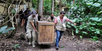 El ejemplar juvenil permanece en cuarentena y bajo observación especializada