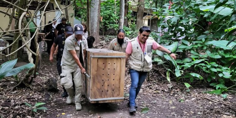 El ejemplar juvenil permanece en cuarentena y bajo observación especializada