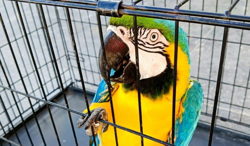 Alianza permite eliminar cuentas y publicaciones con comercio ilegal de fauna.