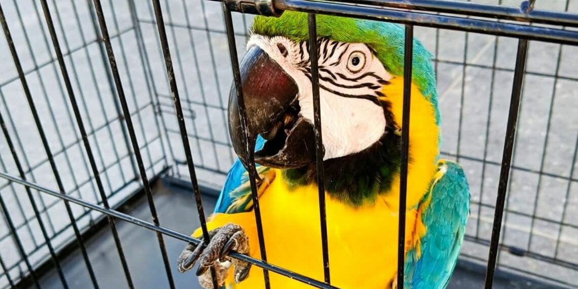 Alianza permite eliminar cuentas y publicaciones con comercio ilegal de fauna.