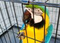 Alianza permite eliminar cuentas y publicaciones con comercio ilegal de fauna.