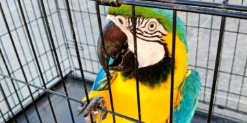 Alianza permite eliminar cuentas y publicaciones con comercio ilegal de fauna.