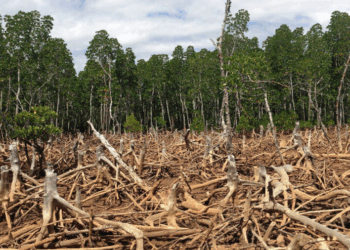 Casi la mitad se encuentra en regiones tropicales, las más diversas y ricas en vida, pero también las más amenazadas por la tala, los incendios y la expansión agrícola.