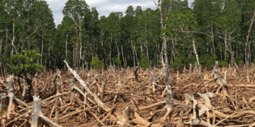 Casi la mitad se encuentra en regiones tropicales, las más diversas y ricas en vida, pero también las más amenazadas por la tala, los incendios y la expansión agrícola.