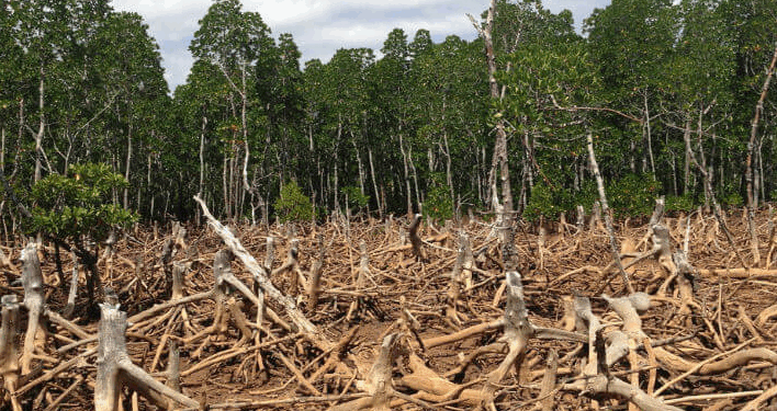 Casi la mitad se encuentra en regiones tropicales, las más diversas y ricas en vida, pero también las más amenazadas por la tala, los incendios y la expansión agrícola.