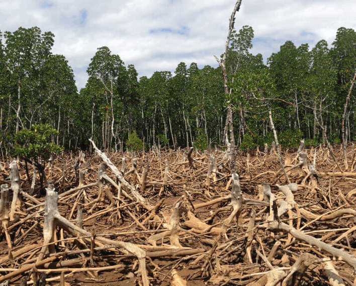 Casi la mitad se encuentra en regiones tropicales, las más diversas y ricas en vida, pero también las más amenazadas por la tala, los incendios y la expansión agrícola.